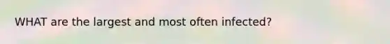 WHAT are the largest and most often infected?