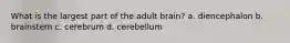 What is the largest part of the adult brain? a. diencephalon b. brainstem c. cerebrum d. cerebellum