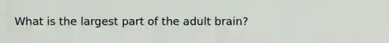 What is the largest part of the adult brain?