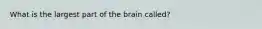 What is the largest part of the brain called?