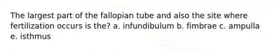 The largest part of the fallopian tube and also the site where fertilization occurs is the? a. infundibulum b. fimbrae c. ampulla e. isthmus