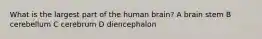 What is the largest part of the human brain? A brain stem B cerebellum C cerebrum D diencephalon