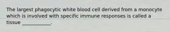 The largest phagocytic white blood cell derived from a monocyte which is involved with specific immune responses is called a tissue ____________.