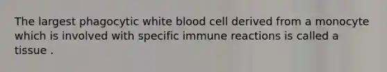 The largest phagocytic white blood cell derived from a monocyte which is involved with specific immune reactions is called a tissue .