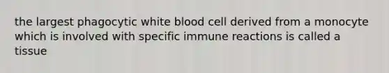 the largest phagocytic white blood cell derived from a monocyte which is involved with specific immune reactions is called a tissue