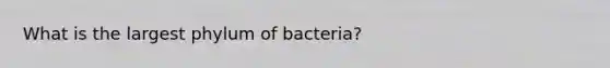 What is the largest phylum of bacteria?