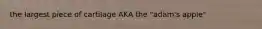 the largest piece of cartilage AKA the "adam's apple"