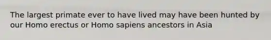 The largest primate ever to have lived may have been hunted by our Homo erectus or Homo sapiens ancestors in Asia