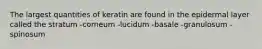 The largest quantities of keratin are found in the epidermal layer called the stratum -corneum -lucidum -basale -granulosum -spinosum