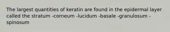 The largest quantities of keratin are found in the epidermal layer called the stratum -corneum -lucidum -basale -granulosum -spinosum