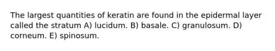 The largest quantities of keratin are found in the epidermal layer called the stratum A) lucidum. B) basale. C) granulosum. D) corneum. E) spinosum.