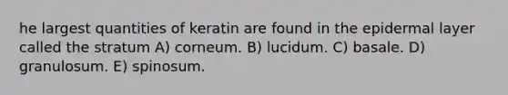 he largest quantities of keratin are found in the epidermal layer called the stratum A) corneum. B) lucidum. C) basale. D) granulosum. E) spinosum.