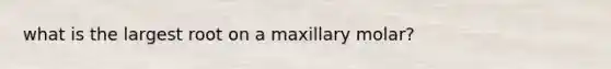 what is the largest root on a maxillary molar?