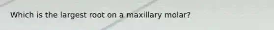 Which is the largest root on a maxillary molar?