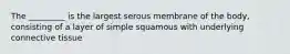 The _________ is the largest serous membrane of the body, consisting of a layer of simple squamous with underlying connective tissue