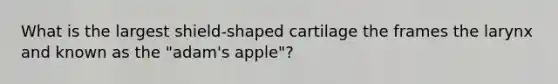 What is the largest shield-shaped cartilage the frames the larynx and known as the "adam's apple"?