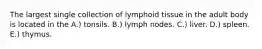 The largest single collection of lymphoid tissue in the adult body is located in the A.) tonsils. B.) lymph nodes. C.) liver. D.) spleen. E.) thymus.