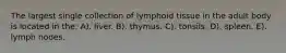 The largest single collection of lymphoid tissue in the adult body is located in the: A). liver. B). thymus. C). tonsils. D). spleen. E). lymph nodes.