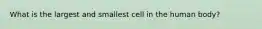 What is the largest and smallest cell in the human body?