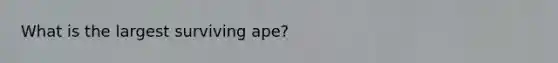 What is the largest surviving ape?