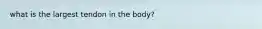 what is the largest tendon in the body?