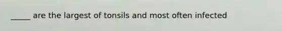_____ are the largest of tonsils and most often infected