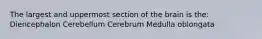 The largest and uppermost section of the brain is the: Diencephalon Cerebellum Cerebrum Medulla oblongata