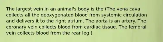 The largest vein in an animal's body is the (The vena cava collects all the deoxygenated blood from systemic circulation and delivers it to the right atrium. The aorta is an artery. <a href='https://www.questionai.com/knowledge/kUSHhCSdkt-the-corona' class='anchor-knowledge'>the corona</a>ry vein collects blood from cardiac tissue. The femoral vein collects blood from the rear leg.)