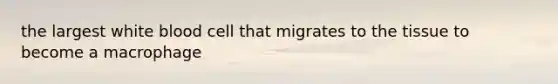 the largest white blood cell that migrates to the tissue to become a macrophage