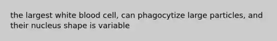 the largest white blood cell, can phagocytize large particles, and their nucleus shape is variable