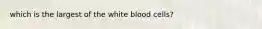 which is the largest of the white blood cells?