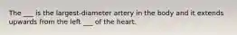 The ___ is the largest-diameter artery in the body and it extends upwards from the left ___ of the heart.