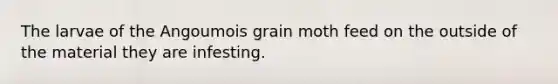 The larvae of the Angoumois grain moth feed on the outside of the material they are infesting.