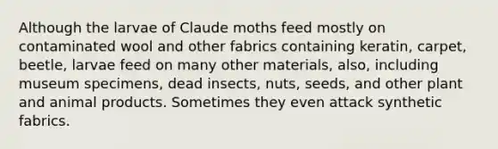 Although the larvae of Claude moths feed mostly on contaminated wool and other fabrics containing keratin, carpet, beetle, larvae feed on many other materials, also, including museum specimens, dead insects, nuts, seeds, and other plant and animal products. Sometimes they even attack synthetic fabrics.