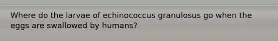 Where do the larvae of echinococcus granulosus go when the eggs are swallowed by humans?