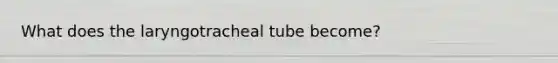 What does the laryngotracheal tube become?