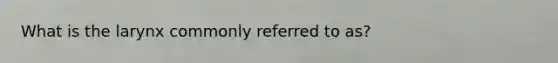 What is the larynx commonly referred to as?