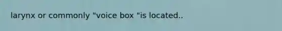 larynx or commonly "voice box "is located..