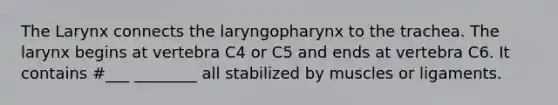 The Larynx connects the laryngopharynx to the trachea. The larynx begins at vertebra C4 or C5 and ends at vertebra C6. It contains #___ ________ all stabilized by muscles or ligaments.