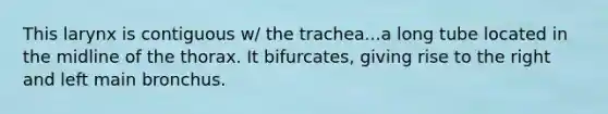 This larynx is contiguous w/ the trachea...a long tube located in the midline of the thorax. It bifurcates, giving rise to the right and left main bronchus.