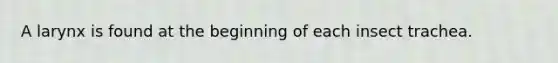 A larynx is found at the beginning of each insect trachea.