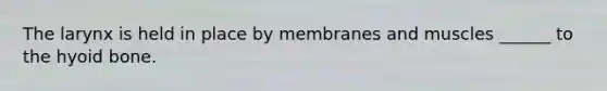 The larynx is held in place by membranes and muscles ______ to the hyoid bone.