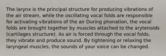 The larynx is the principal structure for producing vibrations of the air stream, while the oscillating vocal folds are responsible for activating vibrations of the air During phonation, the vocal folds are brought together by muscles attached to the arytenoids (cartilages structure). As air is forced through the vocal folds, they vibrate and produce sound. By tightening or relaxing the laryngeal muscles, the sounds of your voice can be changed.