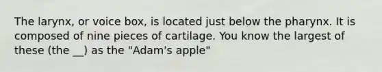 The larynx, or voice box, is located just below the pharynx. It is composed of nine pieces of cartilage. You know the largest of these (the __) as the "Adam's apple"