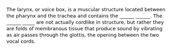 The larynx, or voice box, is a muscular structure located between the pharynx and the trachea and contains the ______ ______. The ______ _____ are not actually cordlike in structure, but rather they are folds of membranous tissue that produce sound by vibrating as air passes through the glottis, the opening between the two vocal cords.