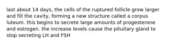 last about 14 days, the cells of the ruptured follicle grow larger and fill the cavity, forming a new structure called a corpus luteum. this begins to secrete large amounts of progesterone and estrogen. the increase levels cause the pituitary gland to stop secreting LH and FSH