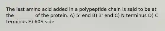 The last amino acid added in a polypeptide chain is said to be at the ________ of the protein. A) 5' end B) 3' end C) N terminus D) C terminus E) 60S side