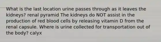 What is the last location urine passes through as it leaves the kidneys? renal pyramid The kidneys do NOT assist in the production of red blood cells by releasing vitamin D from the renal capsule. Where is urine collected for transportation out of the body? calyx