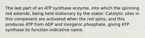 The last part of an ATP synthase enzyme, into which the spinning rod extends, being held stationary by the stator. Catalytic sites in this component are activated when the rod spins, and this produces ATP from ADP and inorganic phosphate, giving ATP synthase its function-indicative name.