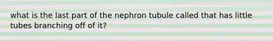 what is the last part of the nephron tubule called that has little tubes branching off of it?